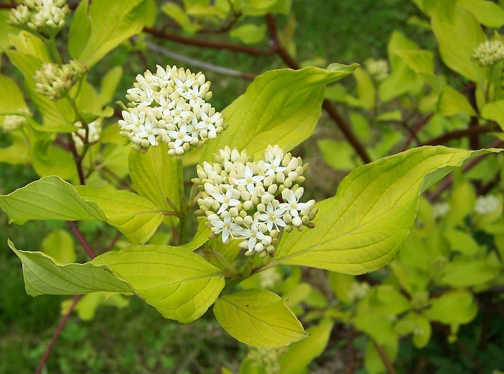 [3357] CORNUS ALBA (Caduc, 150/200)