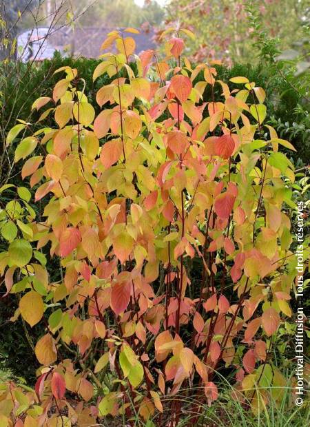 [3359] CORNUS ALBA AUREA (Caduc, 150/200)