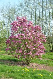 MAGNOLIA SOULANGEANA SUSAN - TIGE