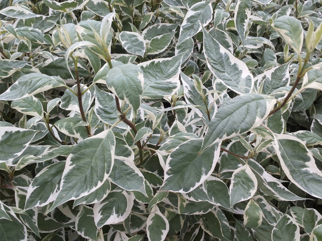CORNUS ALBA ELEGANTISSIMA (C. A. ARGENTEOMARGINATA)