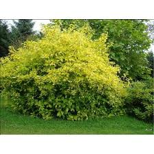 CORNUS ALBA ELEGANTISSIMA KESSELRINGII