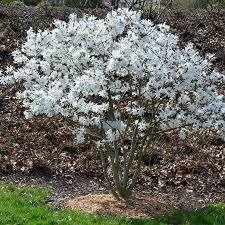 MAGNOLIA STELLATA - TIGE