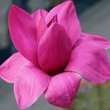 [7753] MAGNOLIA VULCAN (Caduc, 3 à 5 m)