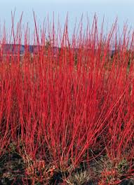 [3385] CORNUS ALBA SIBIRICA (Caduc, 150/200)