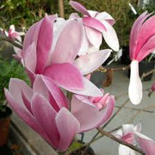 [7757] MAGNOLIA X ROYAL CROWN (Caduc, 3 à 5 m)