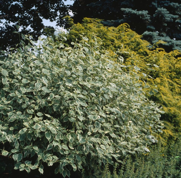 [3390] CORNUS ALBA SIBIRICA VARIEGATA (Caduc, 150/200)