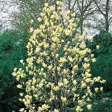 MAGNOLIA YELLOW BIRD