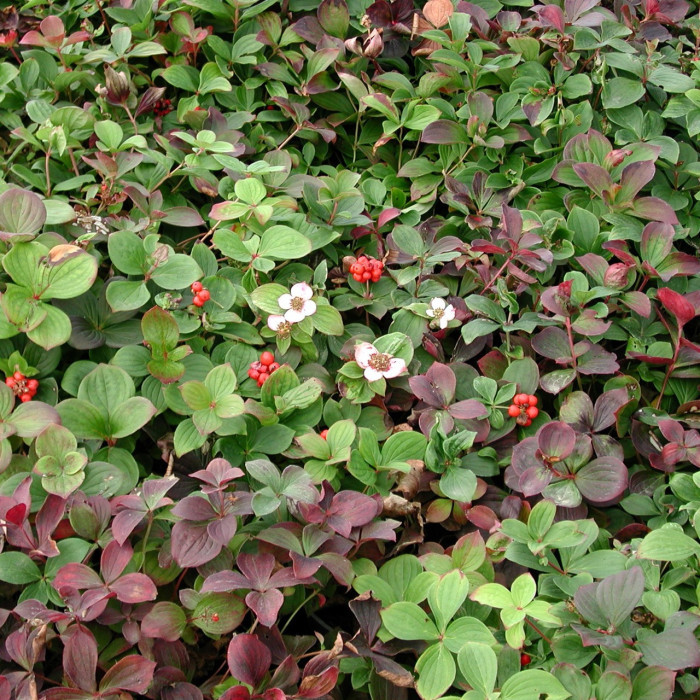 [3393] CORNUS CANADENSIS (Caduc, 20/50)