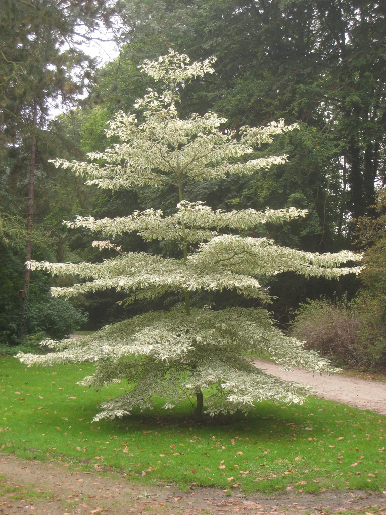 CORNUS CONTROVERSA (C. BRACHYPODA)