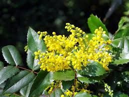 MAHONIA AQUIFOLIUM