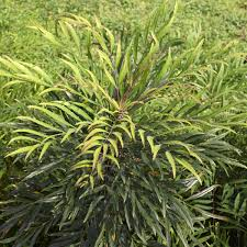 MAHONIA EURYBRACTEATA SWEET WINTER