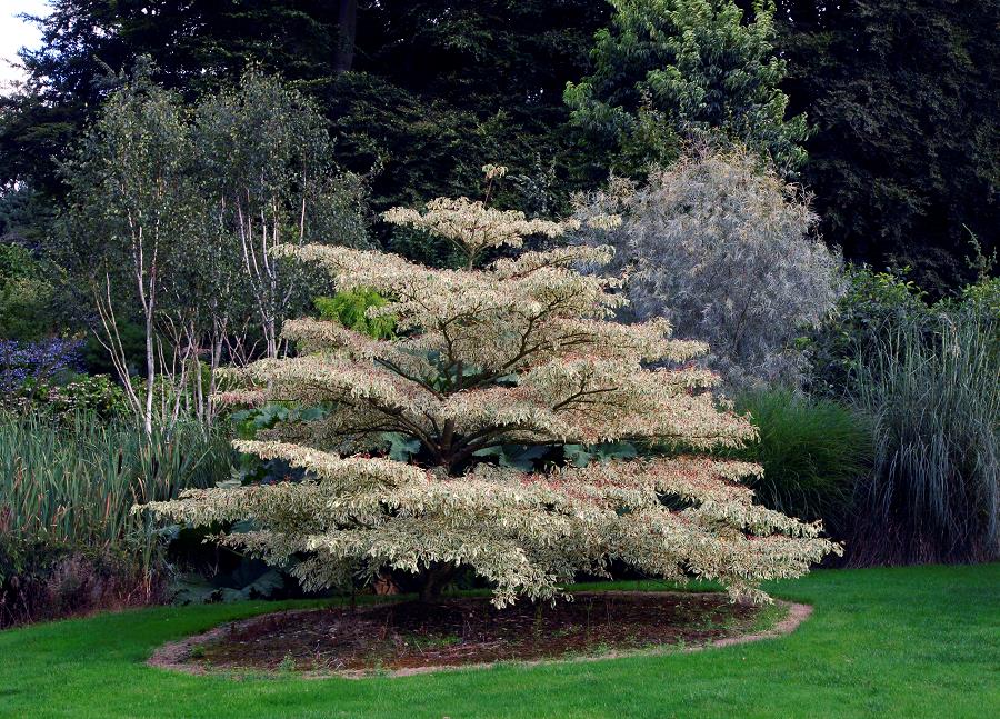 [3403] CORNUS CONTROVERSA VARIEGATA (Caduc, 10 à 20 m)
