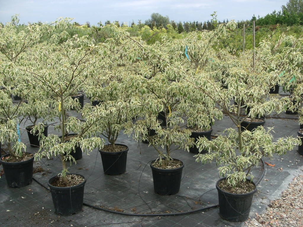 CORNUS CONTROVERSA VARIEGATA - TIGE