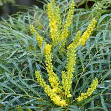 [7777] MAHONIA SOFT CARESS (Persistant, 100/150)