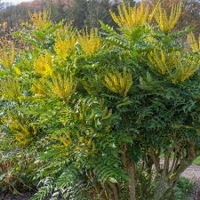 [7779] MAHONIA WINTER (Persistant, 150/200)