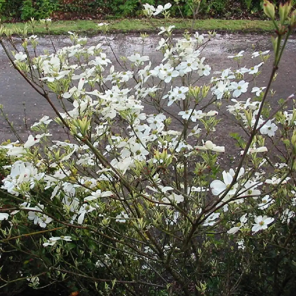 [3413] CORNUS DAYBREAK (Caduc, 150/200)