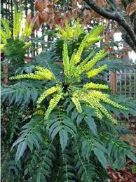 MAHONIA X MEDIA CHARITY