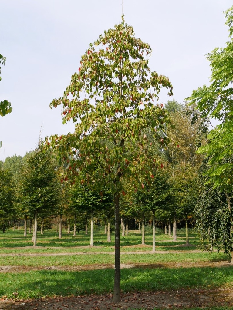 [3416] CORNUS EDDIES WHITE WONDER - TIGE (Caduc, 5 à 10 m)