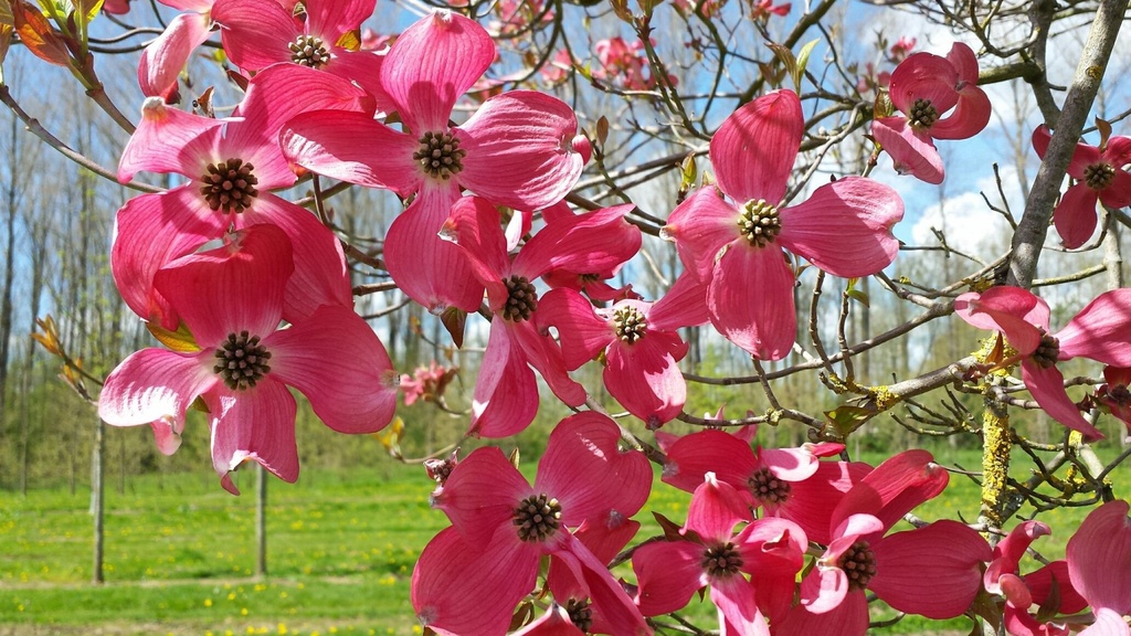 [3418] CORNUS FLORIDA (Caduc, 5 à 10 m)
