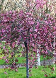 [7794] MALUS CHEAL'S WEEPING - QUART TIGE (Caduc, 3 à 5 m)