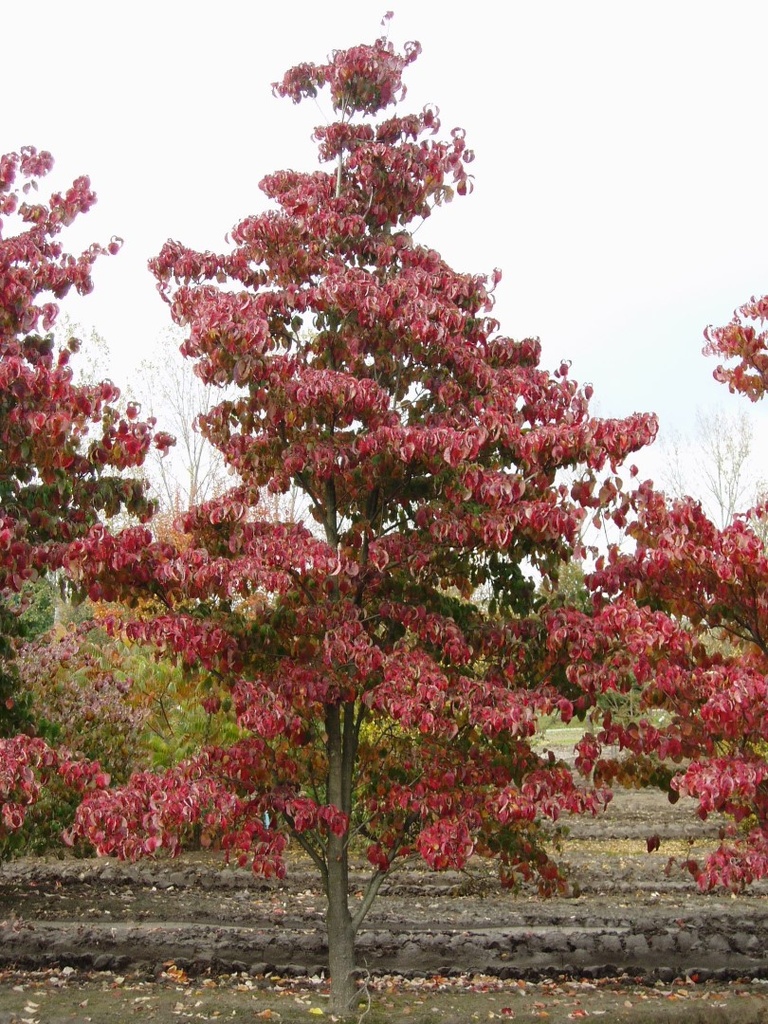 [3419] CORNUS FLORIDA CHEEROKEE (Caduc, 5 à 10 m)