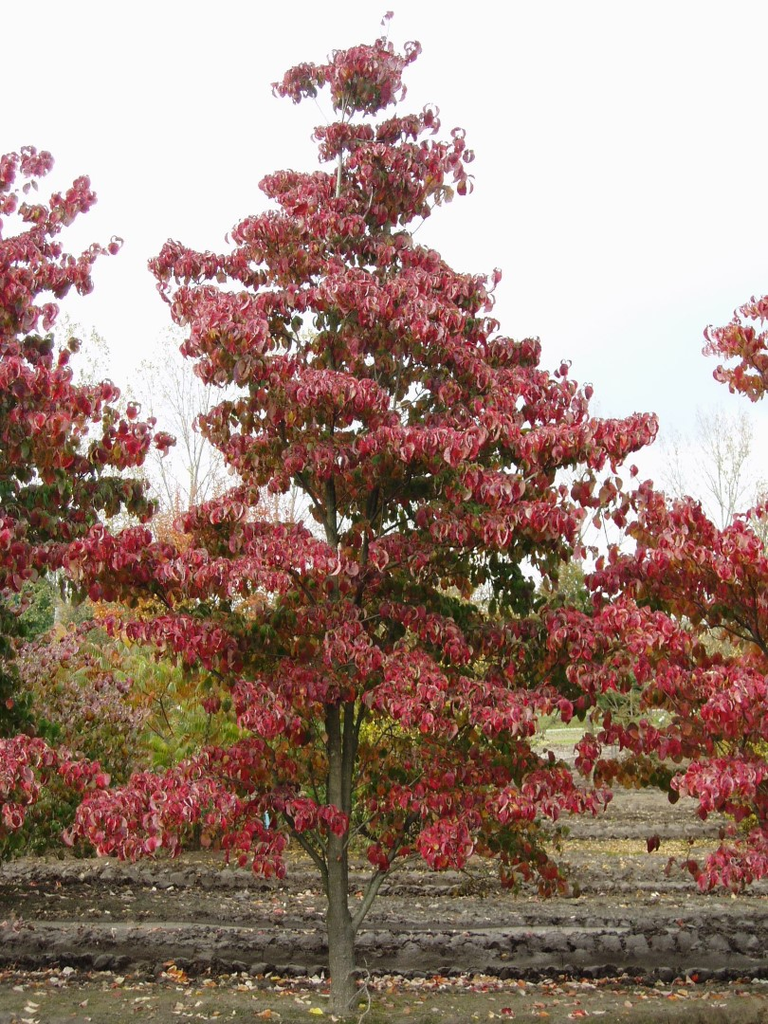 CORNUS FLORIDA CHEEROKEE