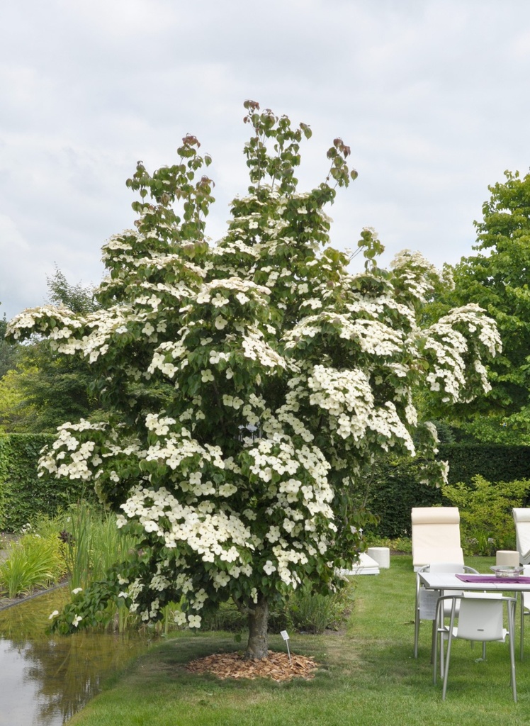 CORNUS FLORIDA CHINE GIRL
