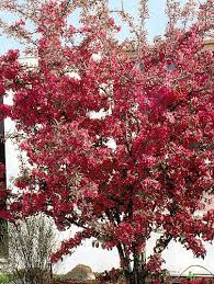 MALUS COCCINELLA - TIGE