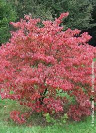 CORNUS FLORIDA RUBRA