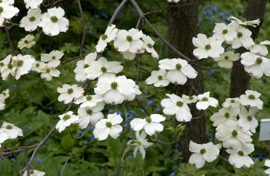 CORNUS KOUSA CHINA GIRL