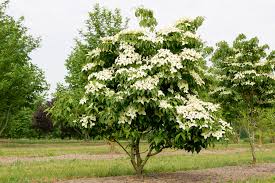 CORNUS KOUSA CHINENSIS