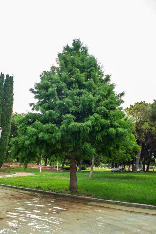 [11653] TAXODIUM DISTICHUM (Caduc, +20 m)