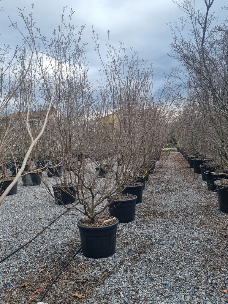 [3469] CORNUS KOUSA GIORGIA (Caduc, 3 à 5 m)