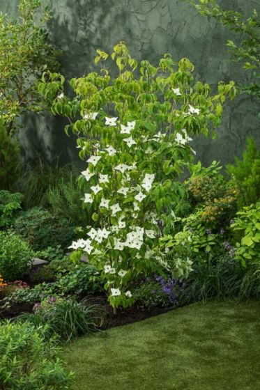 CORNUS KOUSA MILKY WAY