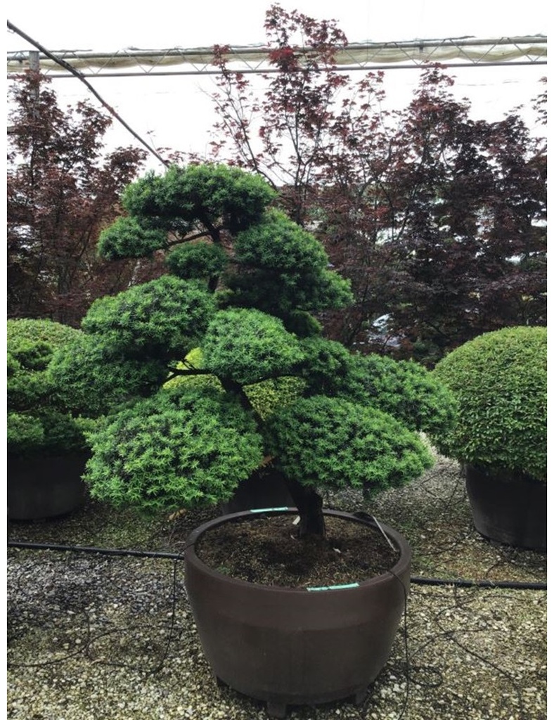 [11658] TAXUS BACCATA - BONSAI (Persistant, 50/100)