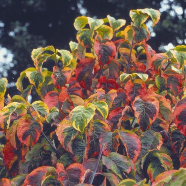 [3485] CORNUS KOUSA RAINBOW (Caduc, 3 à 5 m)