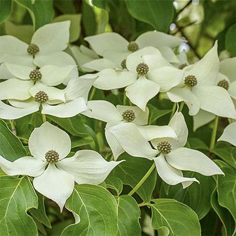 [3487] CORNUS KOUSA ROBERTS SELECT (Caduc, 3 à 5 m)