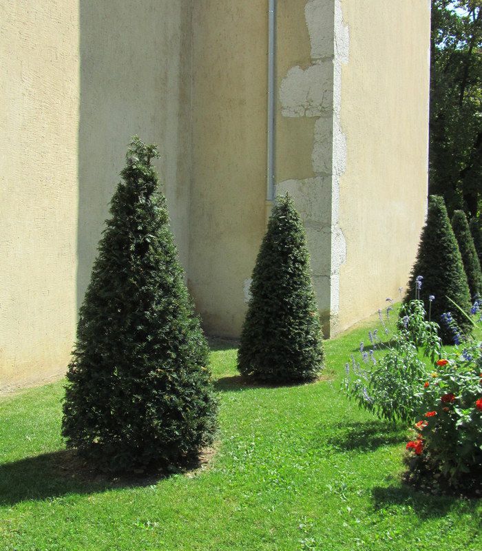 TAXUS BACCATA - CONE