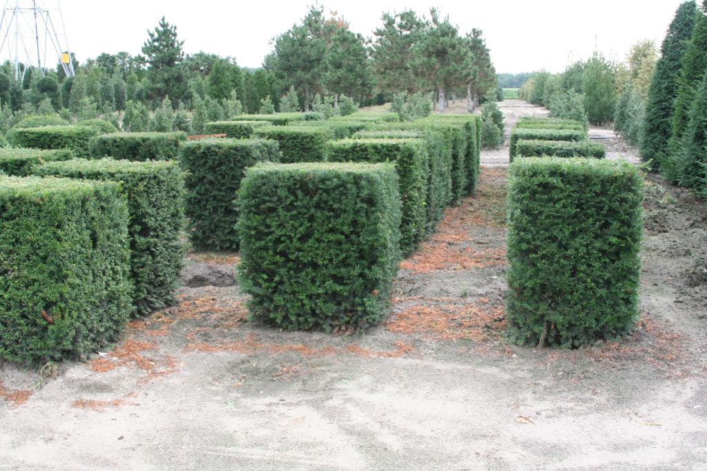 TAXUS BACCATA - CUBE