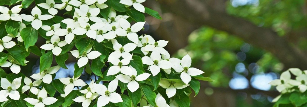 [3495] CORNUS KOUSA SILVER AGNES (Caduc, 3 à 5 m)