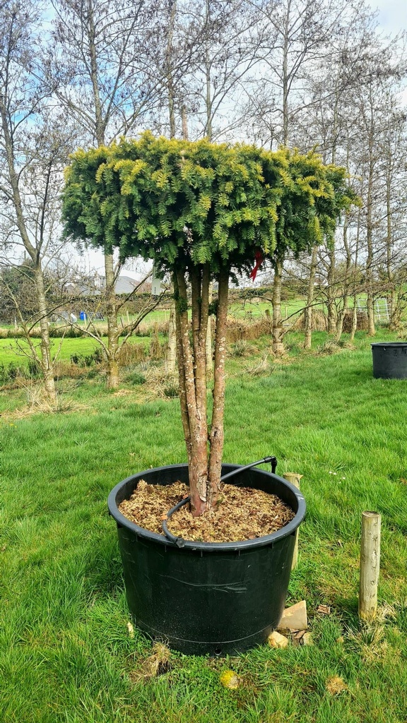 [11662] TAXUS BACCATA - PARACHUTE (Persistant, 200/250)