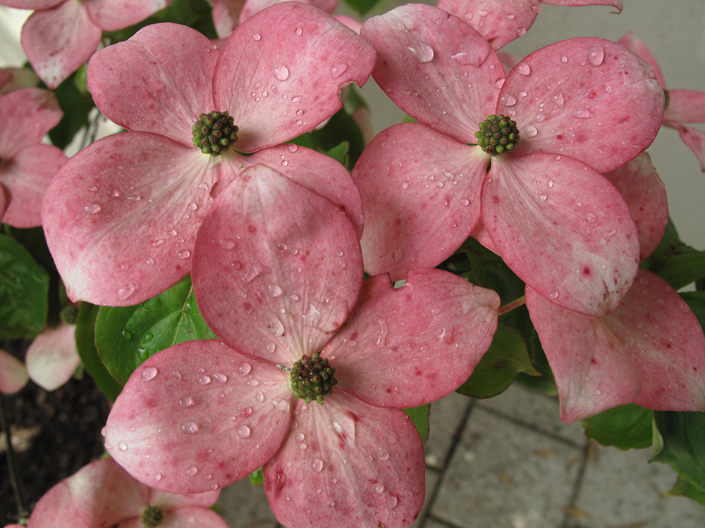 [3498] CORNUS KOUSA STELLAR PINK (Caduc, 3 à 5 m)