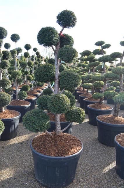 [11663] TAXUS BACCATA - POMPONS (Persistant, 200/250)