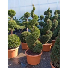 TAXUS BACCATA - SPIRALE