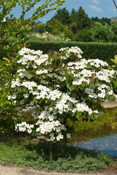 [3502] CORNUS KOUSA VENUS (Caduc, 3 à 5 m)