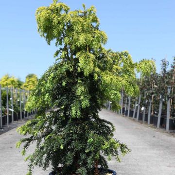 [11713] TAXUS BACCATA DOVATSONII AUREA (Persistant, 3 à 5 m)