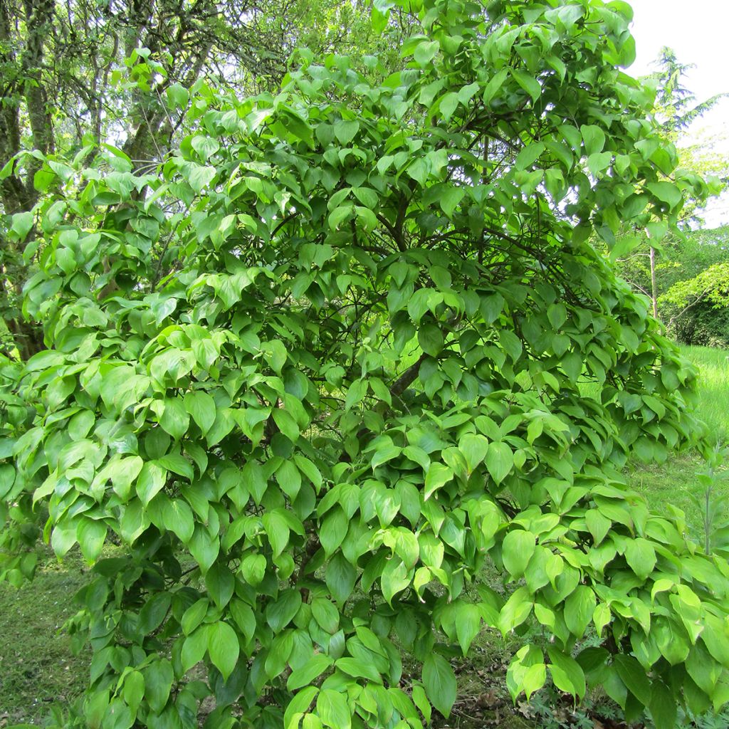 CORNUS KOUSA WEAVER'S WEEPING - DEMI TIGE