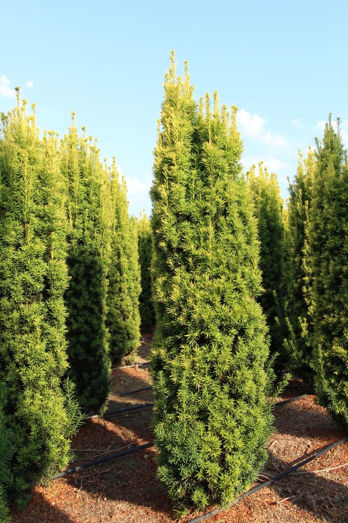 [11715] TAXUS BACCATA FASTIGIATA (Persistant, 5 à 10 m)