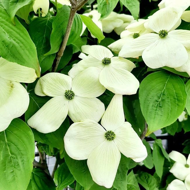 CORNUS KOUSA X AURORA