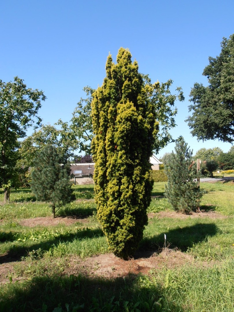[11716] TAXUS BACCATA FASTIGIATA AUREA (Persistant, 5 à 10 m)